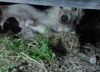 A dog gave birth under a vehicle. We found an adopter and delivered them to their new home_part2