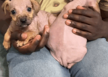 Part2 .Animals Rescue #dogrescue #rescuedog #dogsofttiktok #foryoupage #foryou #dogs