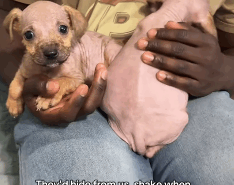 Part2 .Animals Rescue #dogrescue #rescuedog #dogsofttiktok #foryoupage #foryou #dogs