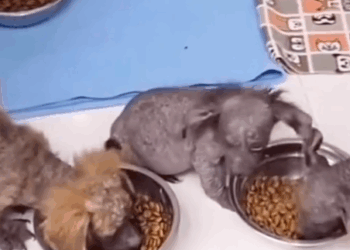 Part 2.Animal rescue#dogrescue #dogsoftiktp