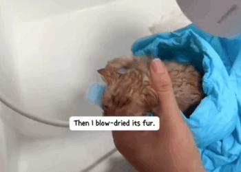 Part2 .Animals Rescue #dogrescue #rescuedog #dogsofttiktok #foryoupage #foryou #dogs