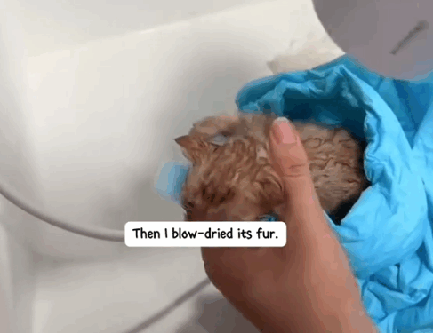 Part2 .Animals Rescue #dogrescue #rescuedog #dogsofttiktok #foryoupage #foryou #dogs