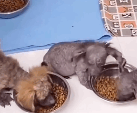 Part 2.Animal rescue#dogrescue #dogsoftiktp