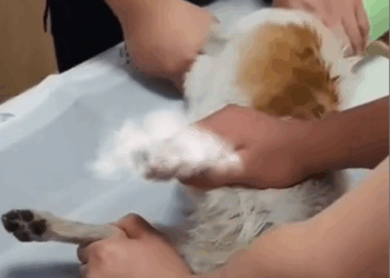 Part2 .Animals Rescue #dogrescue #rescuedog #dogsofttiktok #foryoupage #foryou #dogs