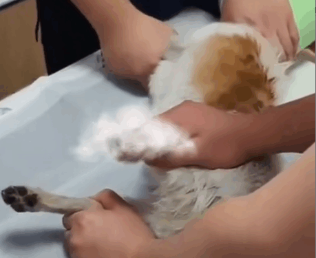 Part2 .Animals Rescue #dogrescue #rescuedog #dogsofttiktok #foryoupage #foryou #dogs