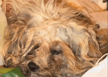 part2.Animals Rescue #dogrescue #rescuedog #dogsofttiktok #foryoupage #foryou #dogs