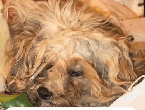 part2.Animals Rescue #dogrescue #rescuedog #dogsofttiktok #foryoupage #foryou #dogs