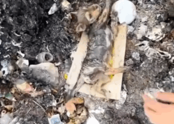 2Rescue and adopt a poor little puppy from certain death and adopt him_part1