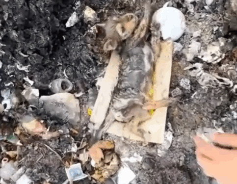 2Rescue and adopt a poor little puppy from certain death and adopt him_part1