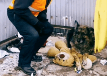 2 rescue of an abandoned German Shepherd I take him in, I care for him and I adopt him_part1