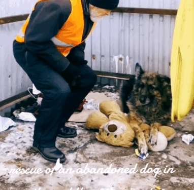 2 rescue of an abandoned German Shepherd I take him in, I care for him and I adopt him_part1