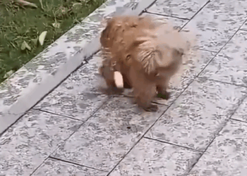 Part2:Animals Rescue #dogrescue #rescuedog #dogsofttiktok #foryoupage #foryou #dogs