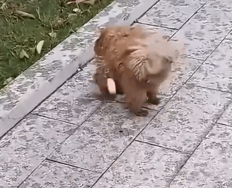 Part2:Animals Rescue #dogrescue #rescuedog #dogsofttiktok #foryoupage #foryou #dogs