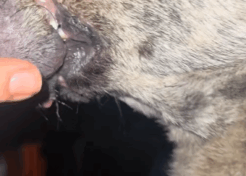 Pentru ca stiu ca iti pasa nu trece indiferent . Un gand bun sau o mica donatie ar face o mare diferenta_part2