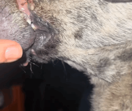 Pentru ca stiu ca iti pasa nu trece indiferent . Un gand bun sau o mica donatie ar face o mare diferenta_part2