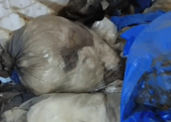 rescue of an abandoned dog in difficulty❤️ #heroes #rescue #dog #abandoned #helppuppysoftiktok_part2