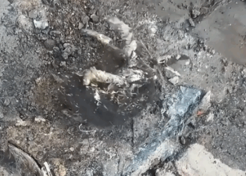 Part2.Animals Rescue #dogrescue #rescuedog #dogsofttiktok #foryoupage #foryou #dogs