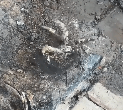 Part2.Animals Rescue #dogrescue #rescuedog #dogsofttiktok #foryoupage #foryou #dogs