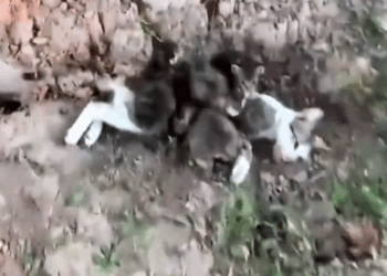 Part2. Animals Rescue #dogrescue #rescuedog #dogsofttiktok #foryoupage #foryou #dogs