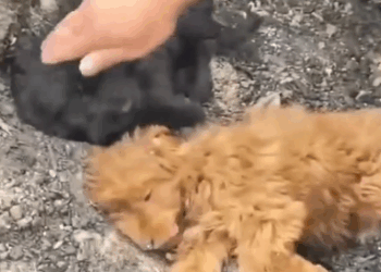 Rescue Abandoned puppy #puppyrescue #straydogs #rescuedog_part2