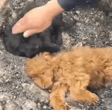 Rescue Abandoned puppy #puppyrescue #straydogs #rescuedog_part2