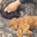 Rescue Abandoned puppy #puppyrescue #straydogs #rescuedog_part2