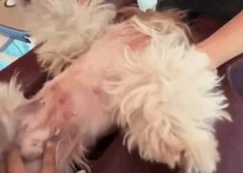 part2.Animals Rescue #dogrescue #rescuedog #dogsofttiktok #foryoupage #foryou #dogs