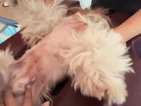 part2.Animals Rescue #dogrescue #rescuedog #dogsofttiktok #foryoupage #foryou #dogs