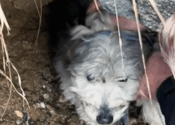 Part2.Animals Rescue #dogrescue #rescuedog #dogsofttiktok #foryoupage #foryou #dogs