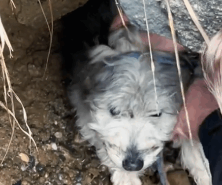 Part2.Animals Rescue #dogrescue #rescuedog #dogsofttiktok #foryoupage #foryou #dogs