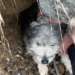 Part2.Animals Rescue #dogrescue #rescuedog #dogsofttiktok #foryoupage #foryou #dogs