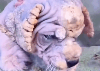 Part 2.Animals Rescue #rescuedog #dogrescue #dogsofttiktok #foryoupage #foryou #dogs