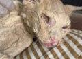 rescue of an abandoned cat with serious skin problems and blindness_part1