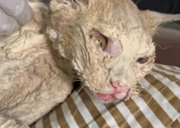 rescue of an abandoned cat with serious skin problems and blindness_part1
