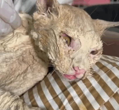 rescue of an abandoned cat with serious skin problems and blindness_part1