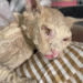 rescue of an abandoned cat with serious skin problems and blindness_part1