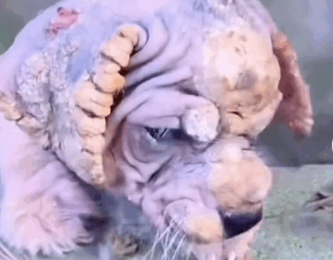 Part 2.Animals Rescue #rescuedog #dogrescue #dogsofttiktok #foryoupage #foryou #dogs