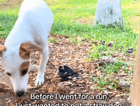 I think animals can sense who’s safe_part2