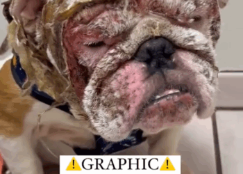 Terrified Bulldog Currently Hospitalized with Severe Burns To Face, Ears, & Head.._part2