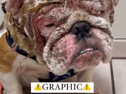 Terrified Bulldog Currently Hospitalized with Severe Burns To Face, Ears, & Head.._part2