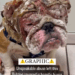 Terrified Bulldog Currently Hospitalized with Severe Burns To Face, Ears, & Head.._part2