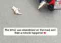 The kitten was abandoned on the road, and then a miracle happened_part2