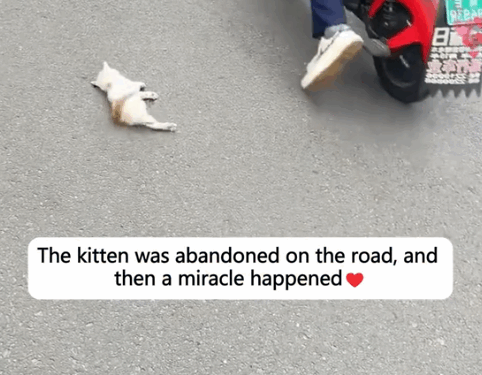 The kitten was abandoned on the road, and then a miracle happened_part2