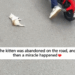 The kitten was abandoned on the road, and then a miracle happened_part2