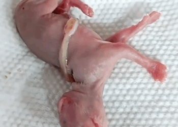 Part2. Animals Rescue #dogrescue #rescuedog #dogsofttiktok #foryoupage #foryou #dogs