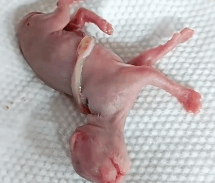 Part2. Animals Rescue #dogrescue #rescuedog #dogsofttiktok #foryoupage #foryou #dogs