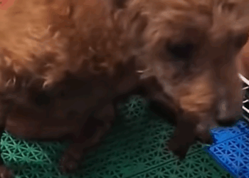 Puppy Couldn’t Move Himself 💔 #cutedog_part2