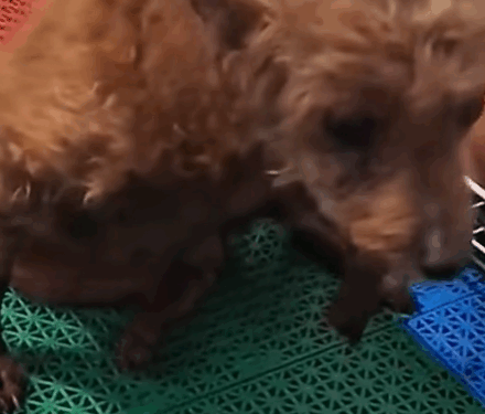 Puppy Couldn’t Move Himself 💔 #cutedog_part2