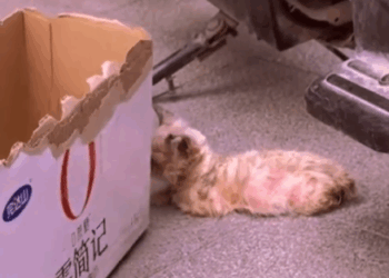 Someone abandoned a kitten with skin disease, and she was at a loss on the street_part2