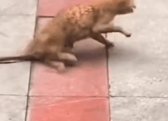 part2 Animals Rescue #dogrescue #rescuedog #dogsofttiktok #foryoupage #foryou #dogs